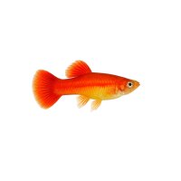 FISCH Zierfisch Guppy Weibchen Neon Flame ML-L