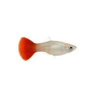 FISCH Zierfisch Guppy Weibchen Platinum Redtal ML-L