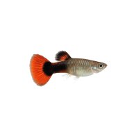 FISCH Zierfisch Guppy Weibchen R/B Tux. ML-L
