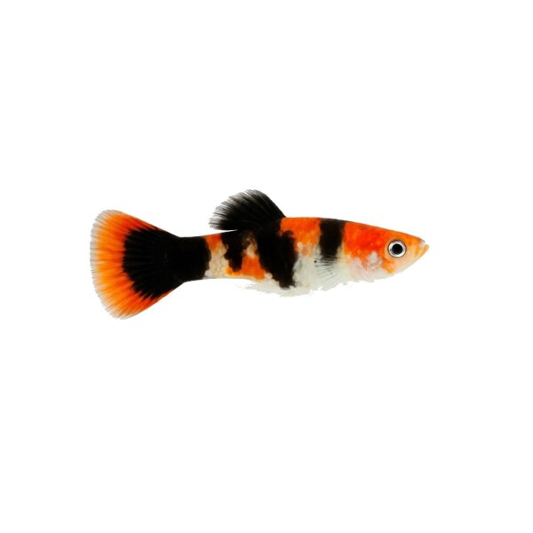 FISCH Zierfisch Guppy Weibchen Koi Tuxedo DNZ L