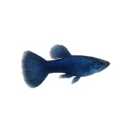 FISCH Zierfisch Guppy Weibchen Neon Blue ML-L