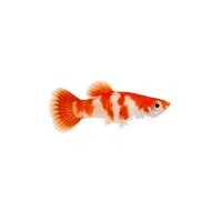 FISCH Zierfisch Guppy Männchen Koikohaku ML-L