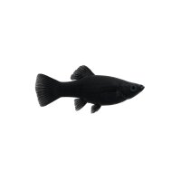 FISCH Zierfisch Black Molly ML