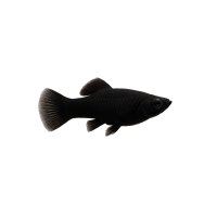 FISCH Zierfisch Black Molly L