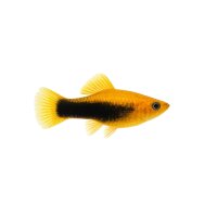 FISCH Zierfisch Gold Tuxedo Molly L