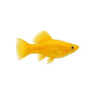 FISCH Zierfisch Lyra Gold Molly L