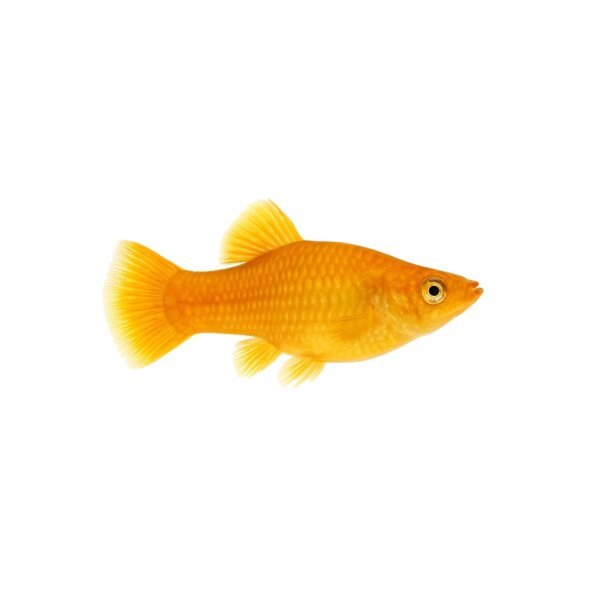 FISCH Zierfisch Safran Molly L-XL