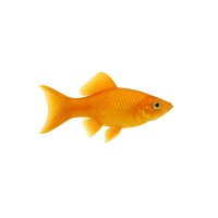 FISCH Zierfisch Lyra Safran Molly L-XL