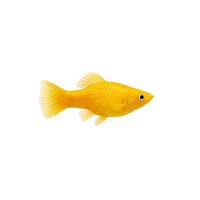 FISCH Zierfisch Gold-Molly L
