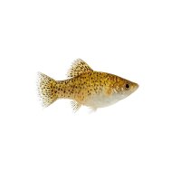 FISCH Zierfisch Gold-Silver Dust Molly L