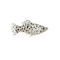 FISCH Zierfisch Dalmatiner Molly ML
