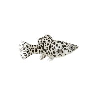 FISCH Zierfisch Dalmatiner Molly L-XL