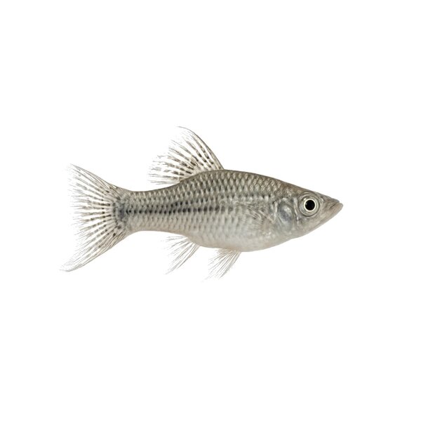 FISCH Zierfisch Lyratail-Silber Molly L-XL