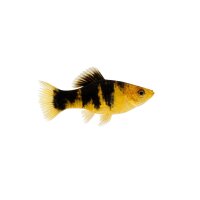 FISCH Zierfisch Lyra Gold Tuxedo Molly ML-L