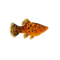 FISCH Zierfisch Ballon Molly Mix ML