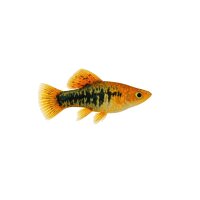 FISCH Zierfisch Segelkärpfling Mix Colour XXL