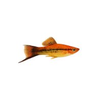 FISCH Zierfisch Schwerttr&auml;ger Mix DNZ ML