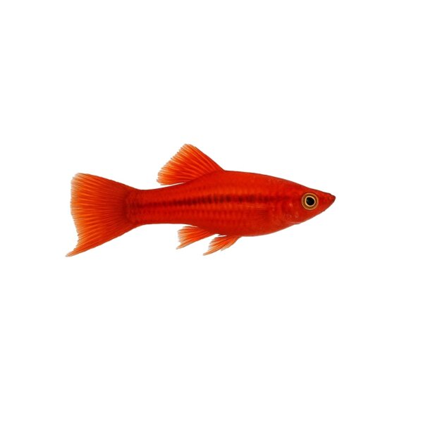 FISCH Zierfisch Schwertträger Rot L-XL