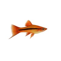 FISCH Zierfisch Schwertträger Wien DNZ L-XL