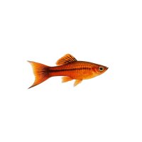 FISCH Zierfisch Schwertträger Lyra Mix L-XL
