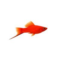 FISCH Zierfisch Schwertträger Lyra Rot L-XL