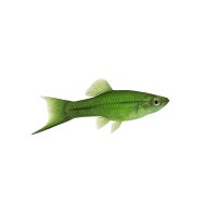 FISCH Zierfisch Schwertträger Grün Naturform L-XL
