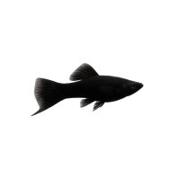 FISCH Zierfisch Schwertträger Schwarz L-XL