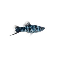 FISCH Zierfisch Schwertträger Bla.-Marble DNZ L-XL