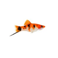 FISCH Zierfisch Schwertträger Koi Sanke ML DNZ