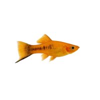 FISCH Zierfisch Schwertträger Marygold ML