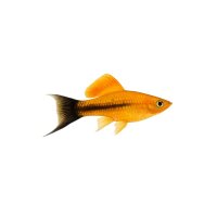 FISCH Zierfisch Schwertträger Wgt. Marygold L-XL