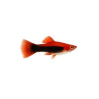 FISCH Zierfisch Schwertträger Tuxedo Red L