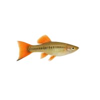 FISCH Zierfisch Schwertträger Rio Atoyac DNZ M