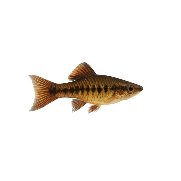 FISCH Zierfisch Nördlicher Bergschwertträger L-XL (Xiph. nezahualcoyotl)