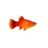 FISCH Zierfisch Korallen-Platy Jumbo