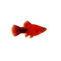 FISCH Zierfisch Korallen-Platy Top Red XL