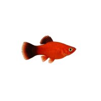FISCH Zierfisch Platy Rot ML-L