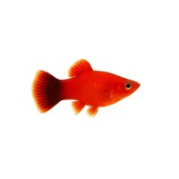 FISCH Zierfisch Platy Wagtail Rot Showsize 5-6 DNZ (Kong...