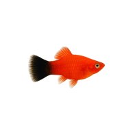FISCH Zierfisch Platy Wagtail Rot XL