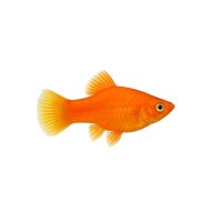 FISCH Zierfisch Platy Wagtail Marygold ML-L (Deutschland...