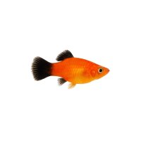 FISCH Zierfisch Platy Wagtail Mix ML-L