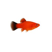 FISCH Zierfisch Hifin Platy Wagtail Rot ML-L