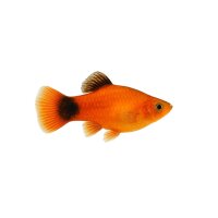 FISCH Zierfisch Platy Marygold ML-L