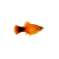 FISCH Zierfisch Platy Mix Colours M