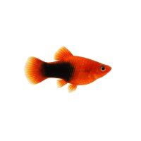 FISCH Zierfisch Platy Tuxedo Rot Showsize 5-6