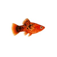 FISCH Zierfisch Platy Calico Rot L