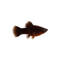FISCH Zierfisch Platy Coffee L-XL