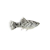 FISCH Zierfisch Platy Pfeffer & Salz XL