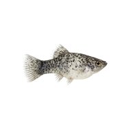 FISCH Zierfisch Platy Regenbogen Pfeffer & Salz ML-L