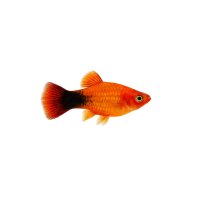 FISCH Zierfisch Platy Papageien Mix ML